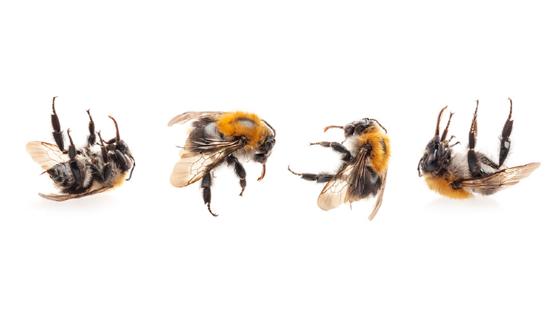BEE-ODIVERSITY