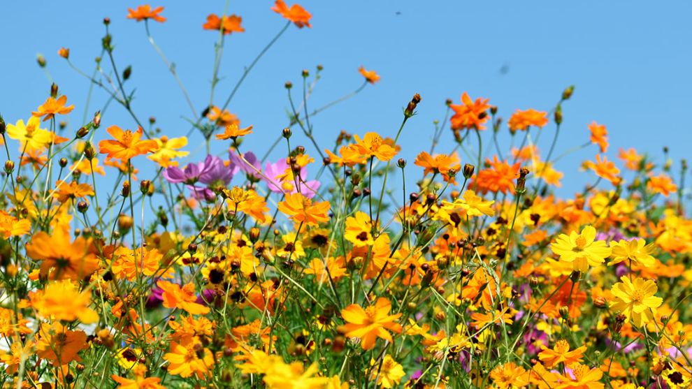 POLLINATOR-SUPPORTING PLANTS