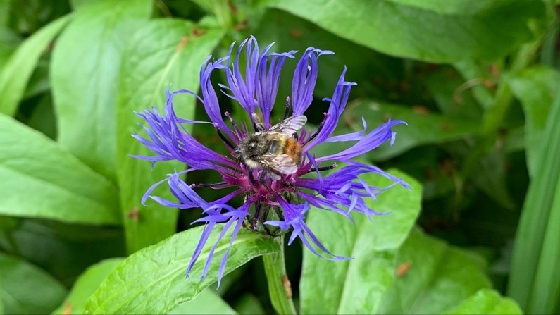 WHY DID THE BEE CROSS THE ROAD?