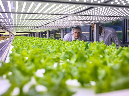 SFU co-led hubs to innovate Canadian agriculture with $15.8M investment