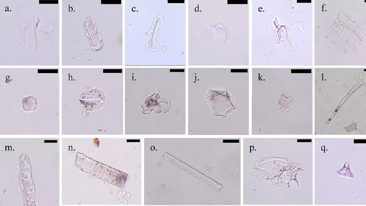 Microscopic evidence in soil reveals forest garden's past
